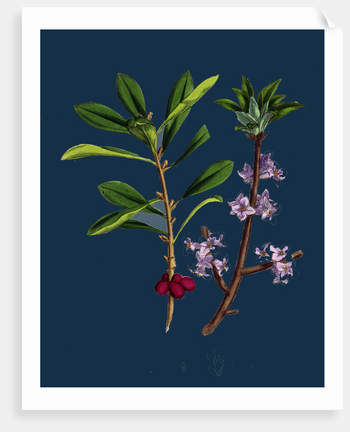 Daphne Mezereum; Mezereon by Anonymous