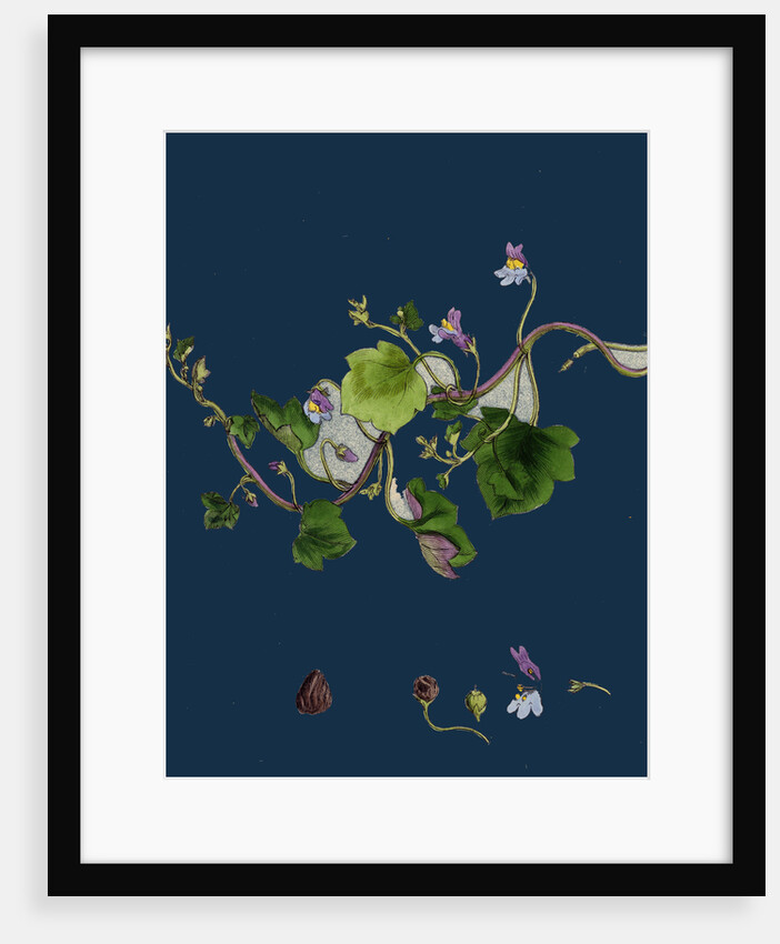 Linaria Cymbalaria; Ivy-Leaved Toadflax by Anonymous