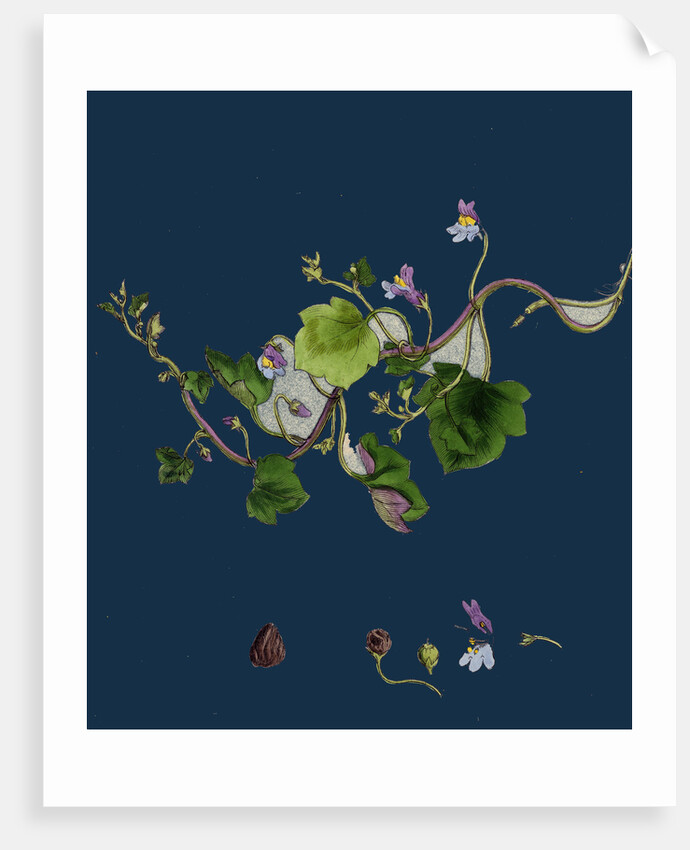 Linaria Cymbalaria; Ivy-Leaved Toadflax by Anonymous