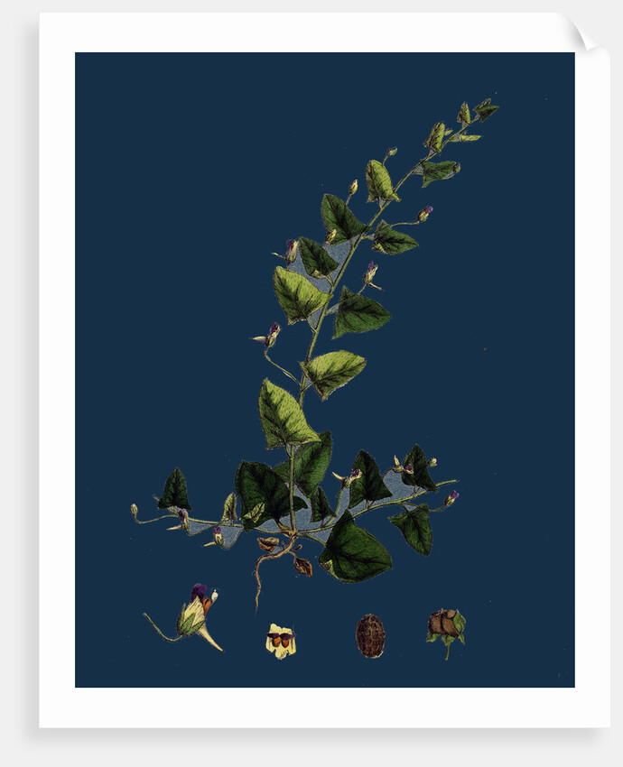 Linaria Elatine; Sharp-Leaved Fluellin by Anonymous