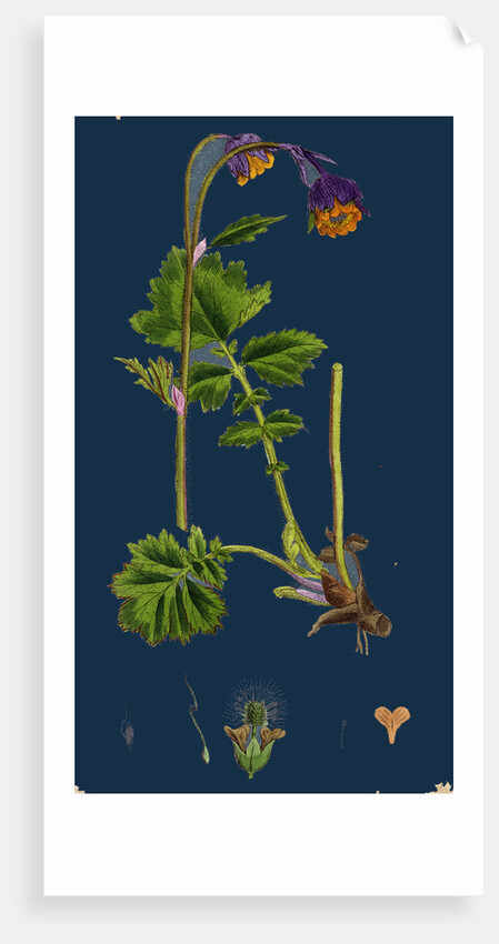 Geum Rivale; Water Avens by Anonymous