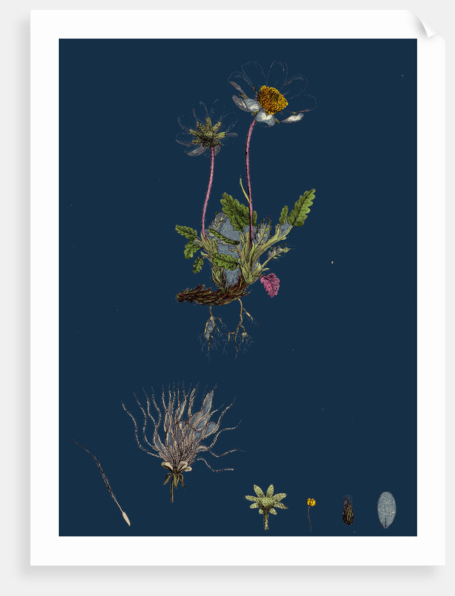 Dryas Octopetala; Mountain Avens by Anonymous