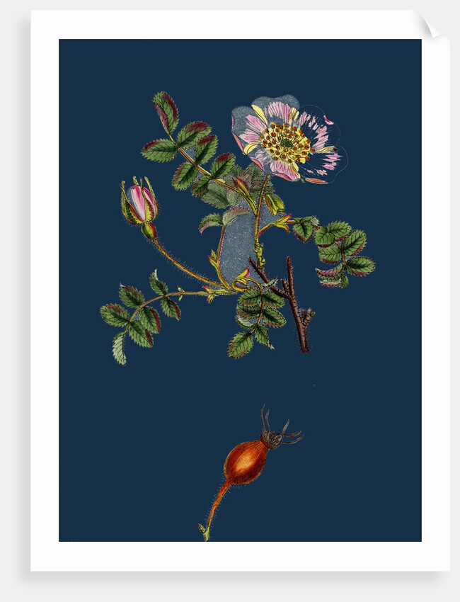 Rosa Rubella; Red Fruited Burnet-Rose by Anonymous