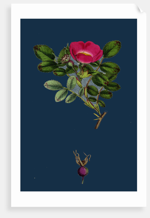 Rosa Mollissima; Soft-Leaved Rose by Anonymous