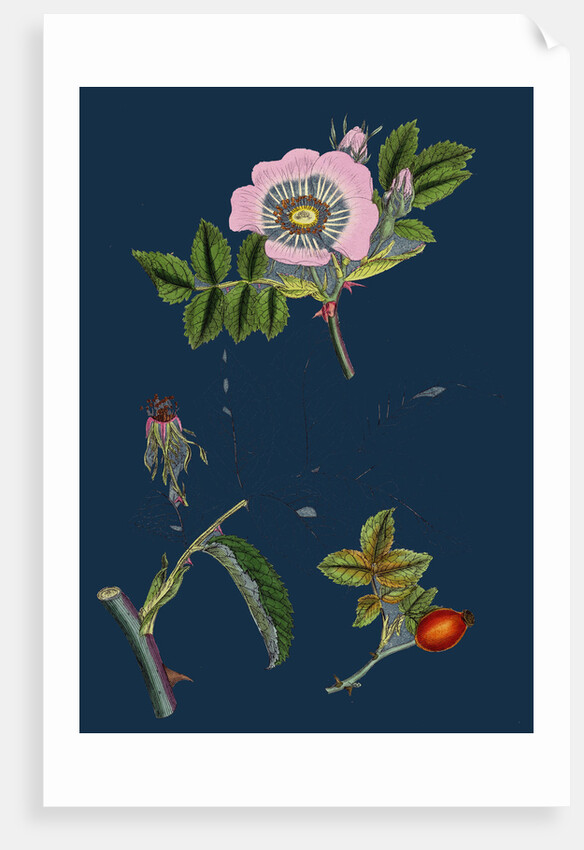 Rosa Canina; Common Dog-Rose by Anonymous