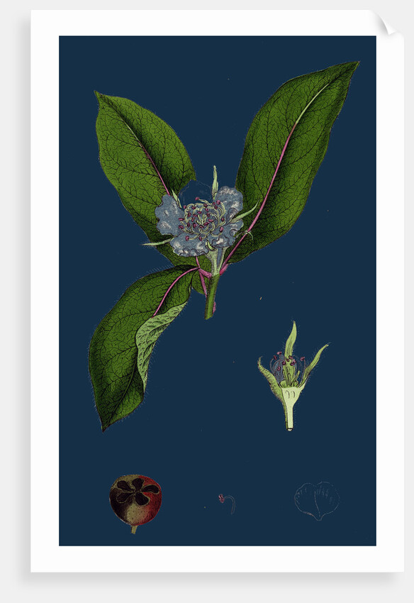 Mespilus Germanica; Wild Medlar by Anonymous