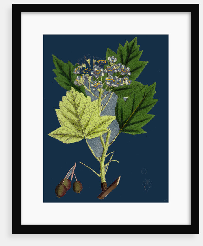 Pyrus Torminalis; Wild Service-Tree by Anonymous