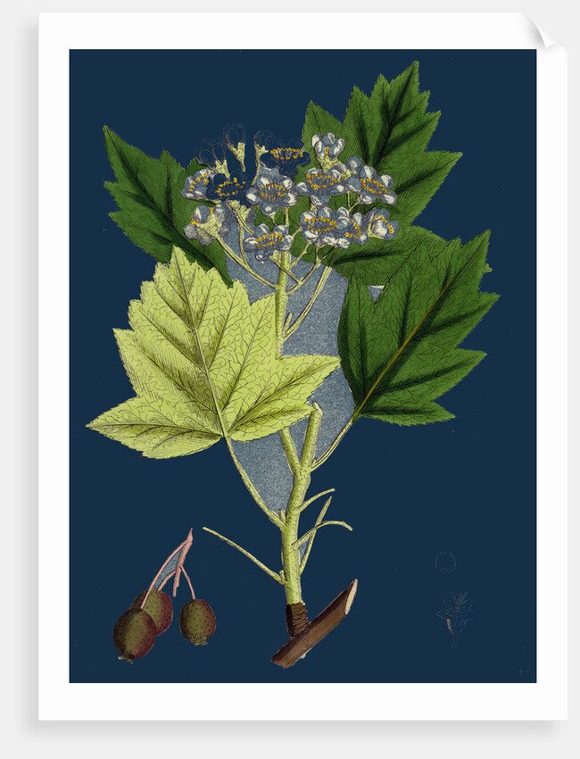 Pyrus Torminalis; Wild Service-Tree by Anonymous