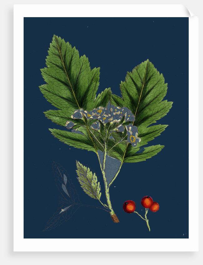 Pyrus Fennica; Bastard Mountain-Ash by Anonymous