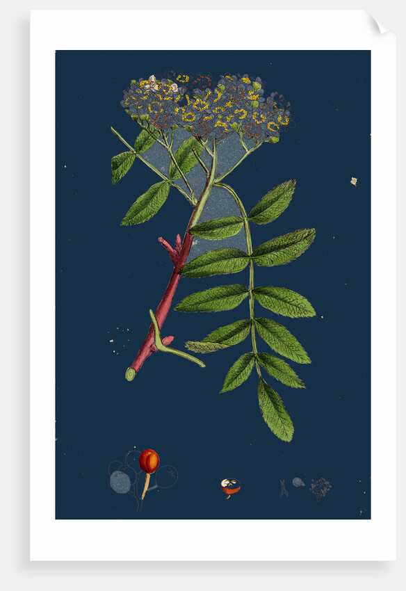 Pyrus Aucuparia; Mountain-Ash by Anonymous