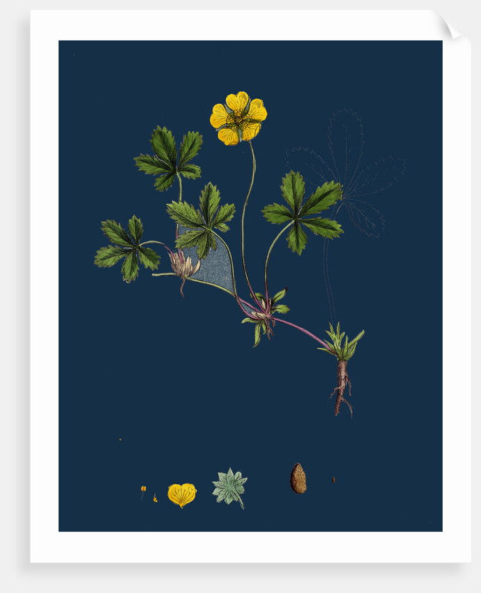 Potentilla Reptans; Creeping Cinquefoil by Anonymous
