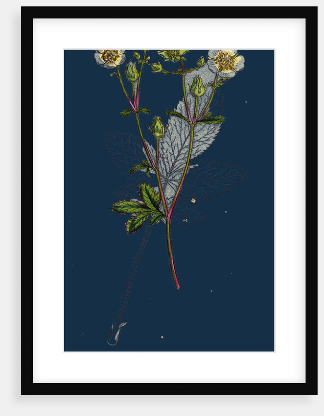 Potentilla Rupestris; Strawberry-Flowered Cinquefoil by Anonymous