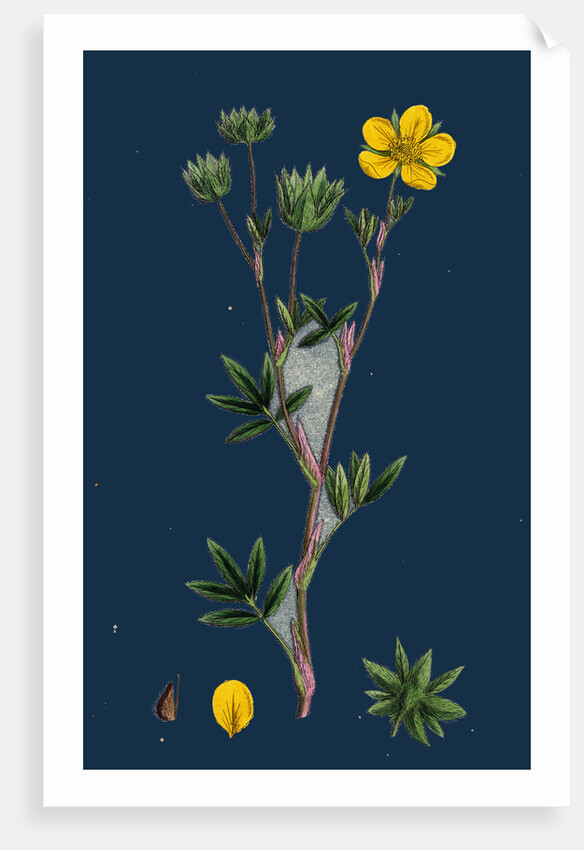 Potentilla Fruticosa; Shrubby Cinquefoil by Anonymous