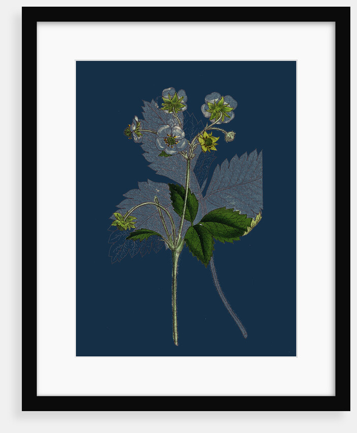 Fragaria Elatior; Hautbois Strawberry by Anonymous