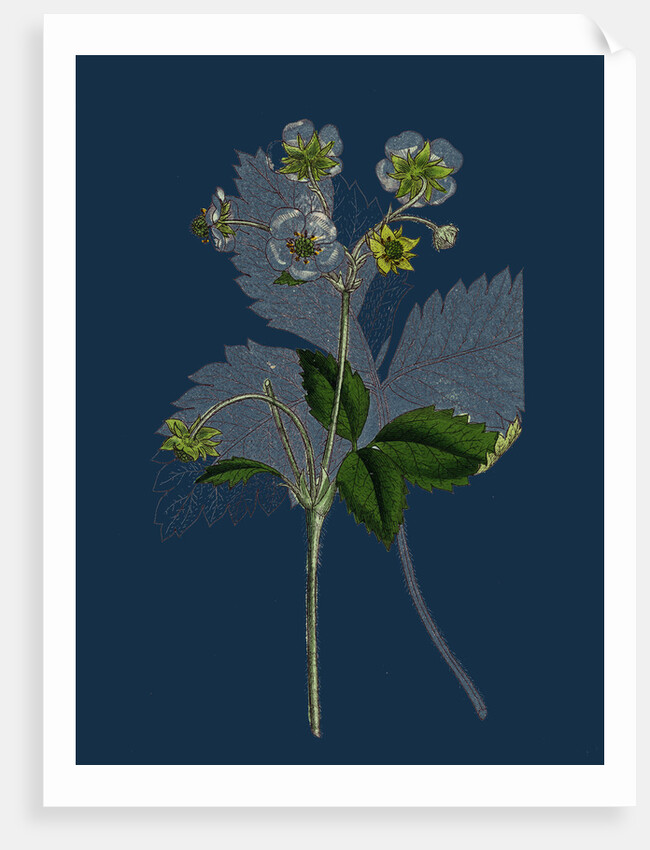 Fragaria Elatior; Hautbois Strawberry by Anonymous