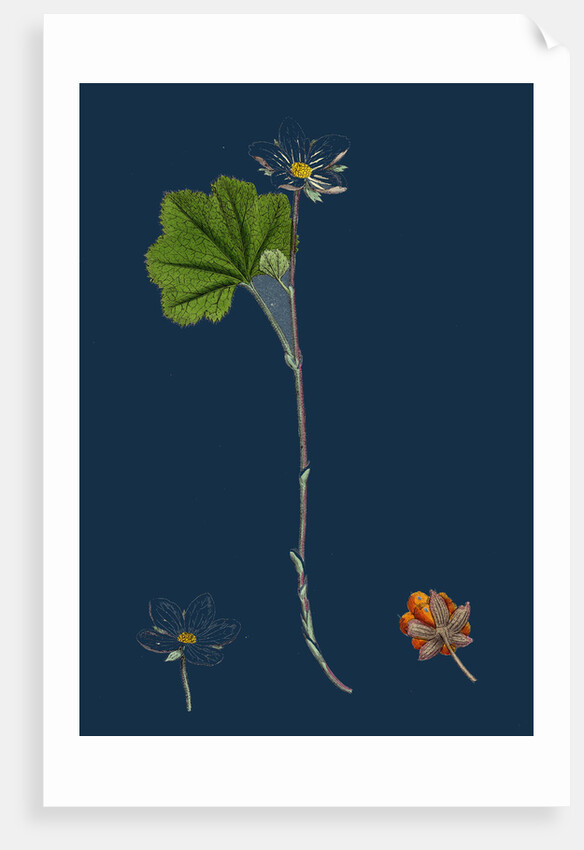 Rubus Chamaemorus; Cloudberry by Anonymous