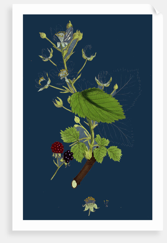 Rubus Suberectus; Suberect Bramble by Anonymous