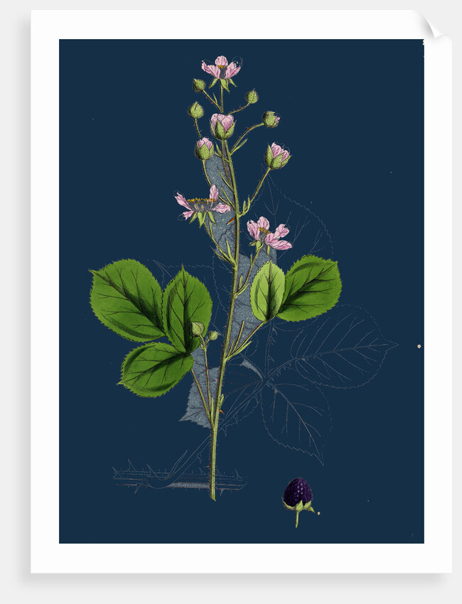 Rubus Mucronulatus; Cuspidate-Leaved Bramble by Anonymous