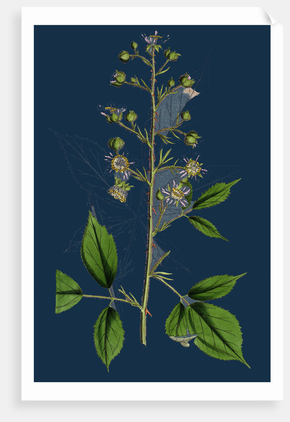 Rubus Radula; File-Stemmed Bramble by Anonymous