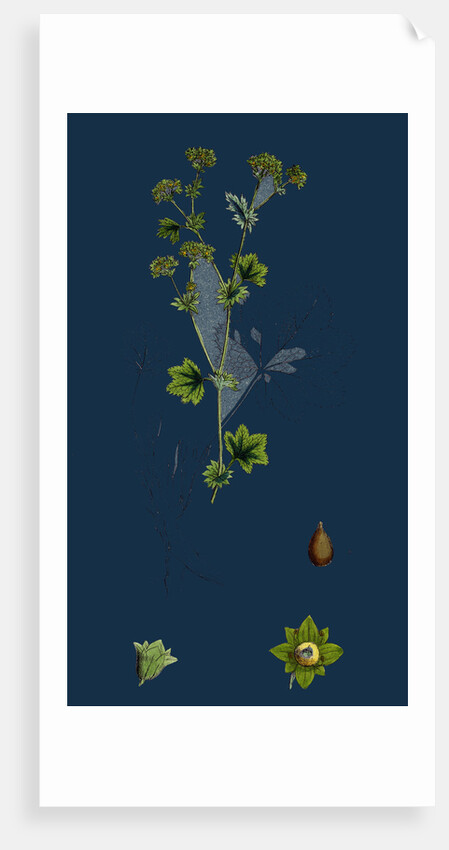 Alchemilla Vulgaris; Common Lady's-Mantle by Anonymous