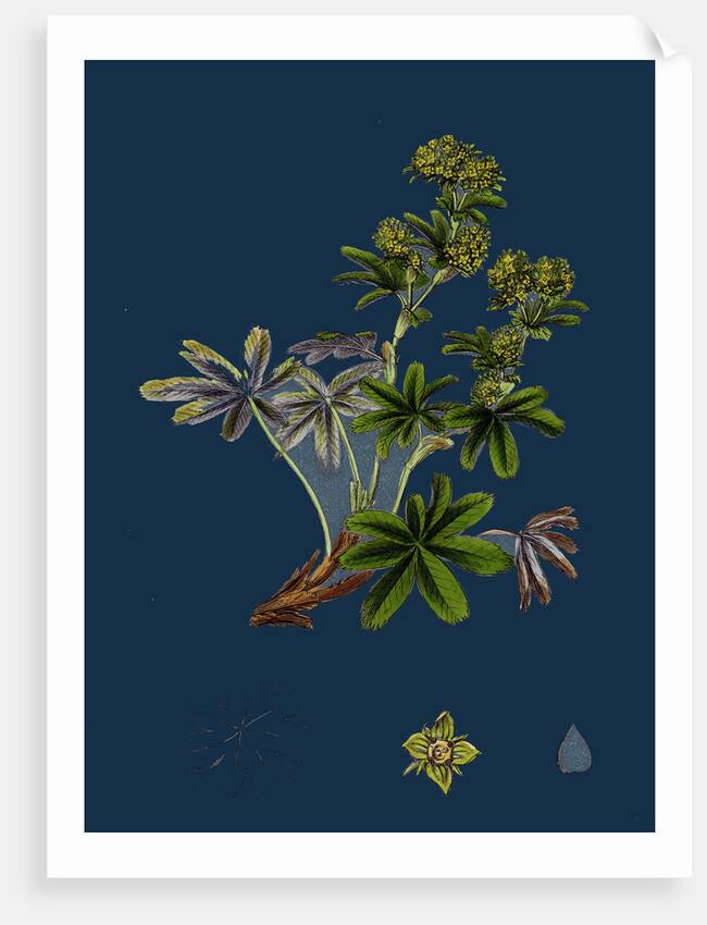 Alchemilla Conjuncta; Silvery Lady's-Mantle by Anonymous