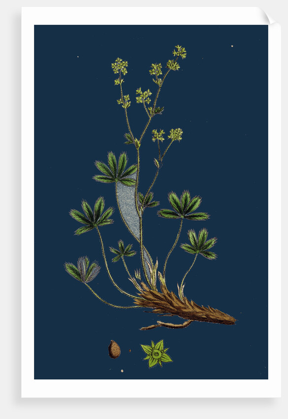 Alchemilla Alpina; Alpine Lady's-Mantle by Anonymous