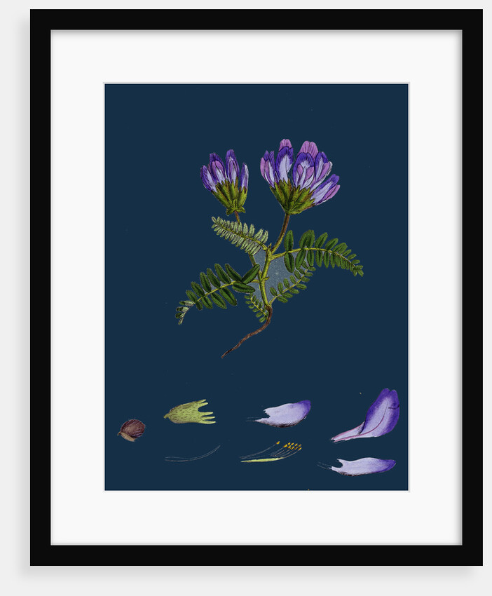 Astragalus Hypoglottis; Purple Milk-Vetch by Anonymous