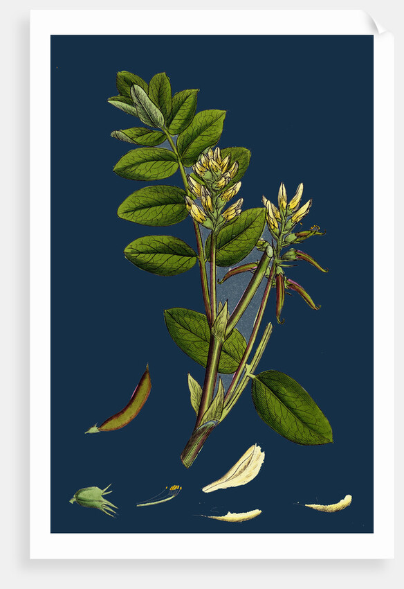 Astragalus Glycyphyllus; Sweet Milk-Vetch by Anonymous