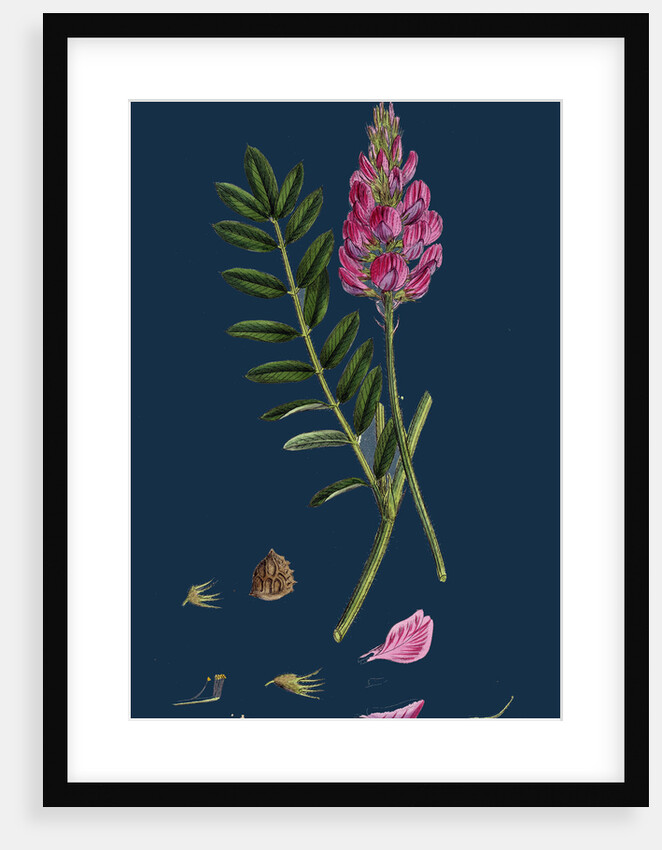 Onobrychis Sativa; Saintfoin by Anonymous