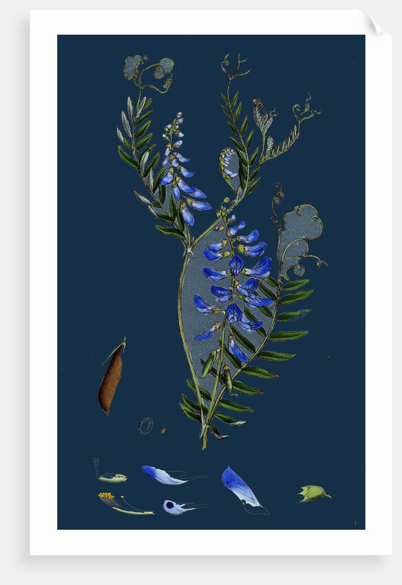 Vicia Cracca; Tufted Vetch by Anonymous