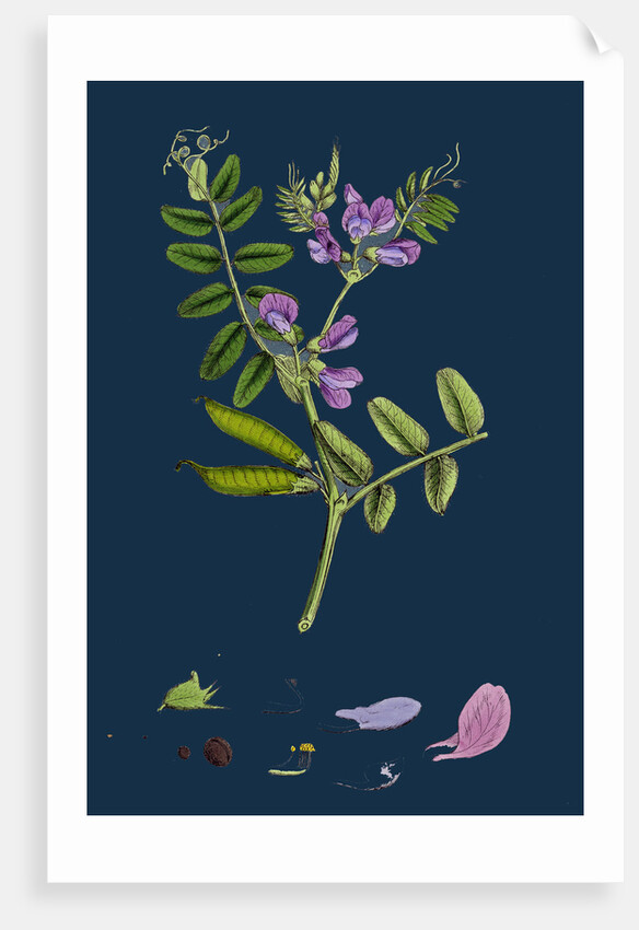 Vicia Sepium; Bush Vetch by Anonymous