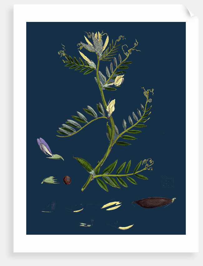 Vicia Eu-Lutea; Bush-Podded Yellow Vetch by Anonymous