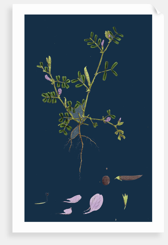 Vicia Lathyroides; Spring Vetch by Anonymous