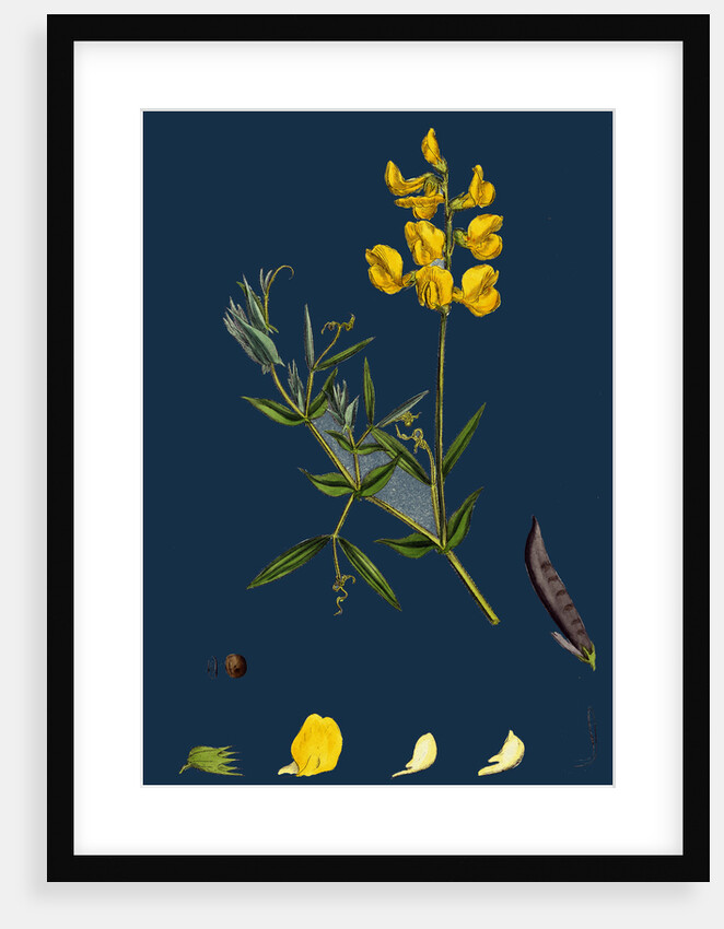 Lathyrus Pratensis; Meadow Vetchling by Anonymous