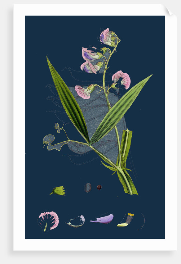 Lathyrus Sylvestris; Narrow-Leaved Everlasting Pea by Anonymous