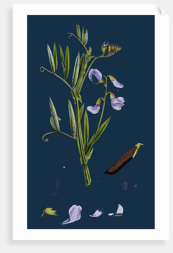 Lathyrus Palustris; Marsh Vetchling by Anonymous