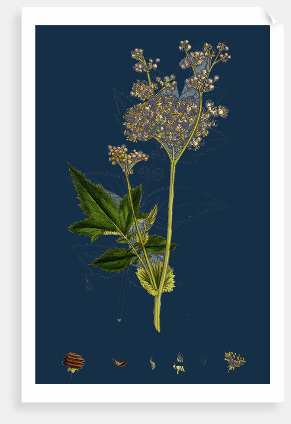 Spiraea Ulmaria; Meadow-Sweet by Anonymous