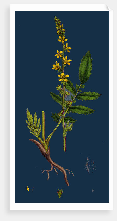 Agrimonia Eupatoria; Common Agrimony by Anonymous