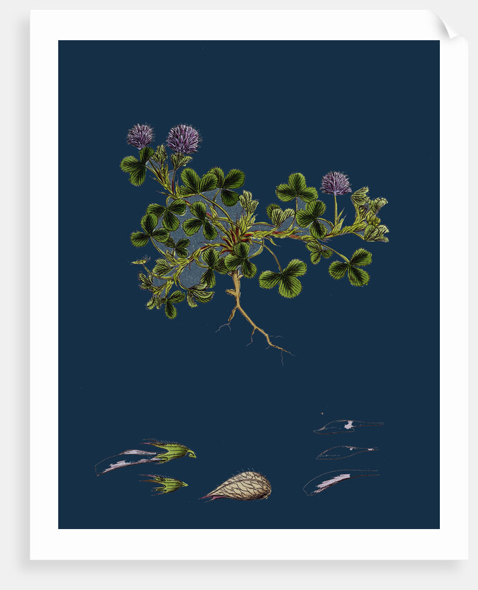 Trifolium Resupinatum; Reversed-Flowered Trefoil by Anonymous