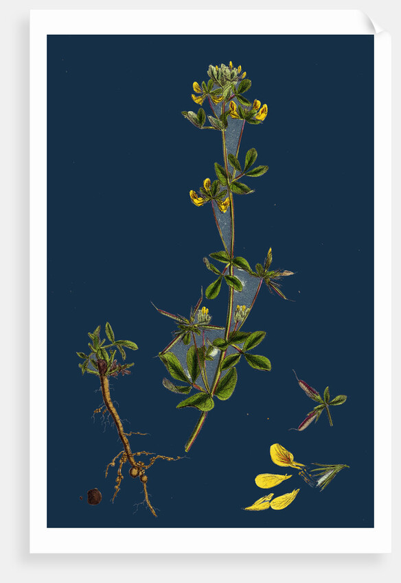 Lotus Hispidus; Short-Podded Small Bird's-Foot Trefoil by Anonymous