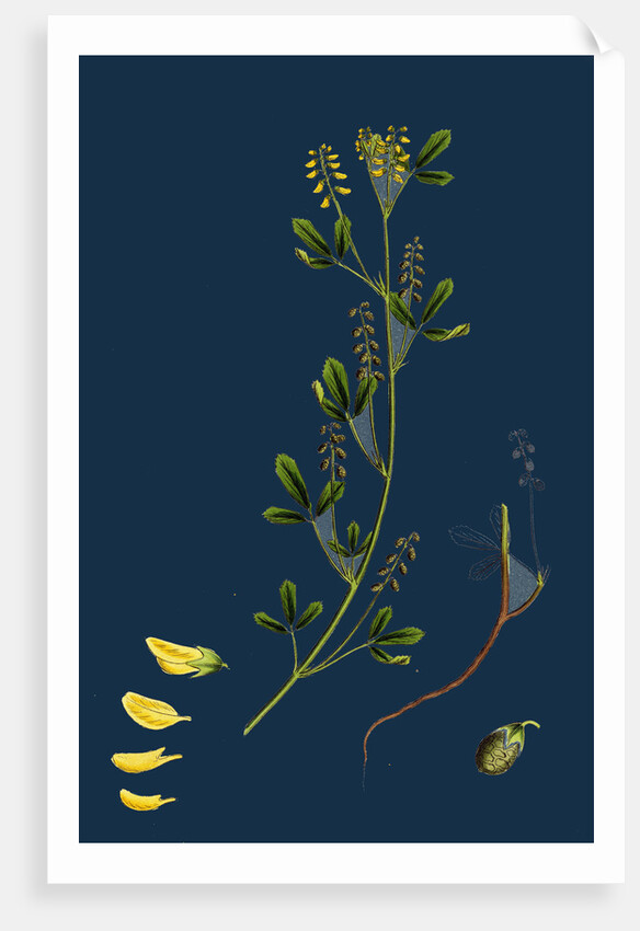 Melilotus Parviflora; Small-Flowered Melilot by Anonymous