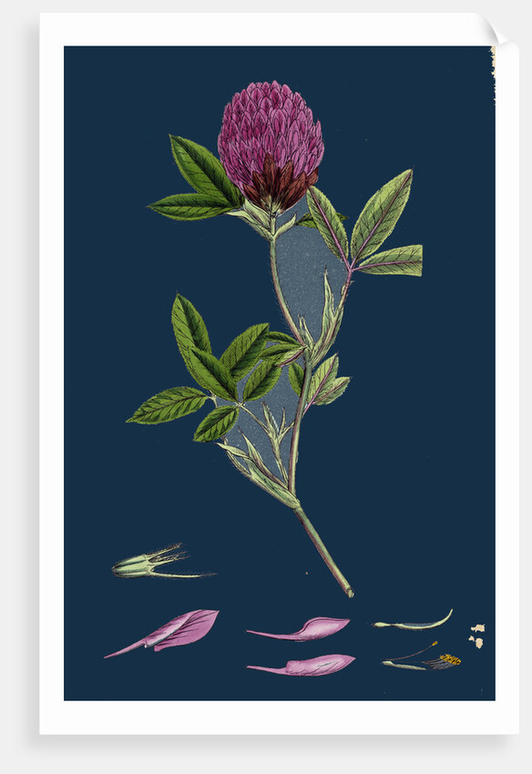 Trifolium Medium; Zigzag Trefoil by Anonymous