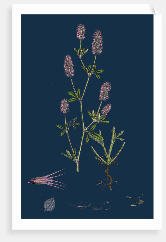 Trifolium Arvense; Hare's-Foot Trefoil by Anonymous