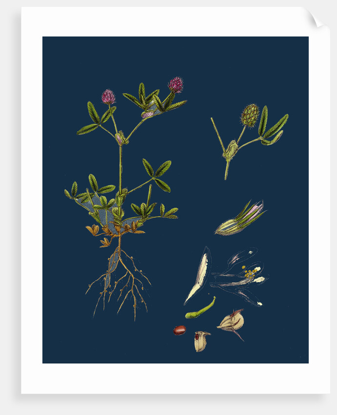 Trifolium Strictum; Upright Round-Headed Trefoil by Anonymous