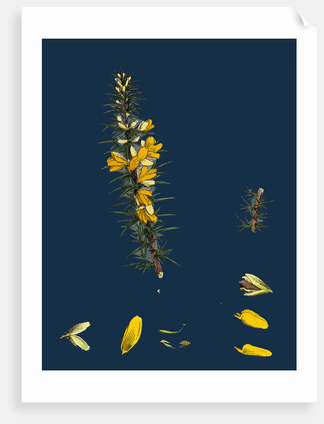 Ulex Eu-Nanus; Dwarf Furze by Anonymous