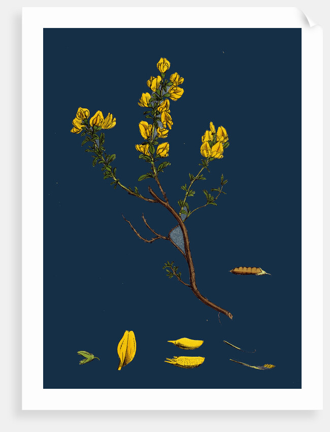 Genista Pilosa; Hairy Green-Weed by Anonymous