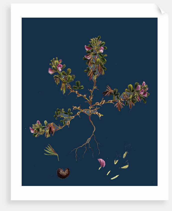 Ononis Reclinata; Small Spreading Rest-Harrow by Anonymous