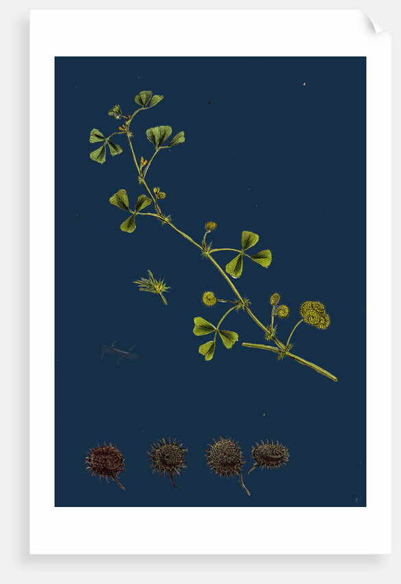 Medicago Denticulata; Reticulated Medick by Anonymous