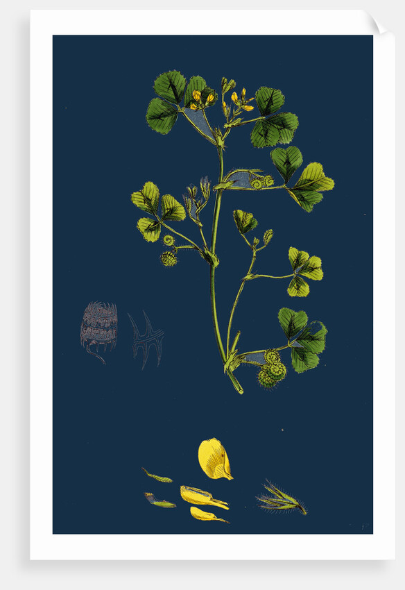 Medicago Maculata; Spotted Medick by Anonymous