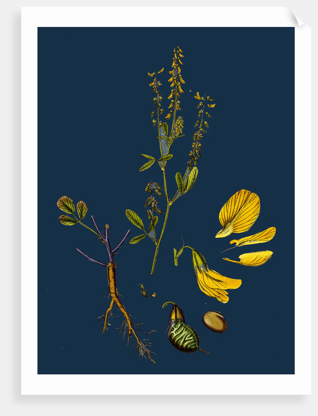 Melilotus Arvensis; Field Melilot by Anonymous